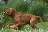 DOGUE DE BORDEAUX 251